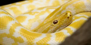 Nằm mơ thấy rắn